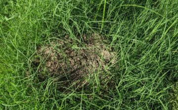 Field Ant Mound surrounded by tall grass