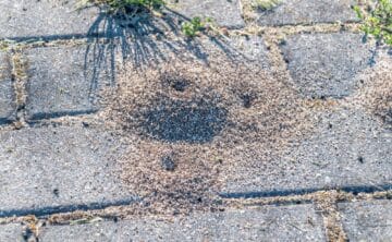 Pavement Ant Hill between cracks in pavers