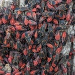 A bunch of boxelder bugs