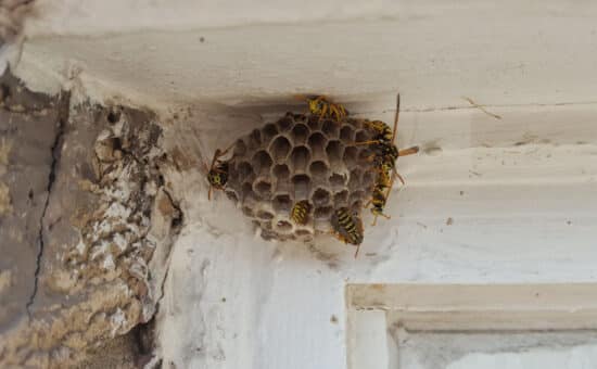 A wasp next on your home
