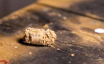 A cork chewed on by a mouse