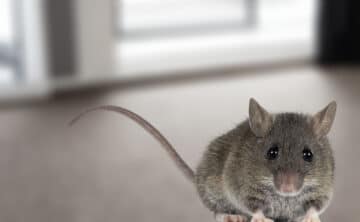 A mouse in a commercial setting