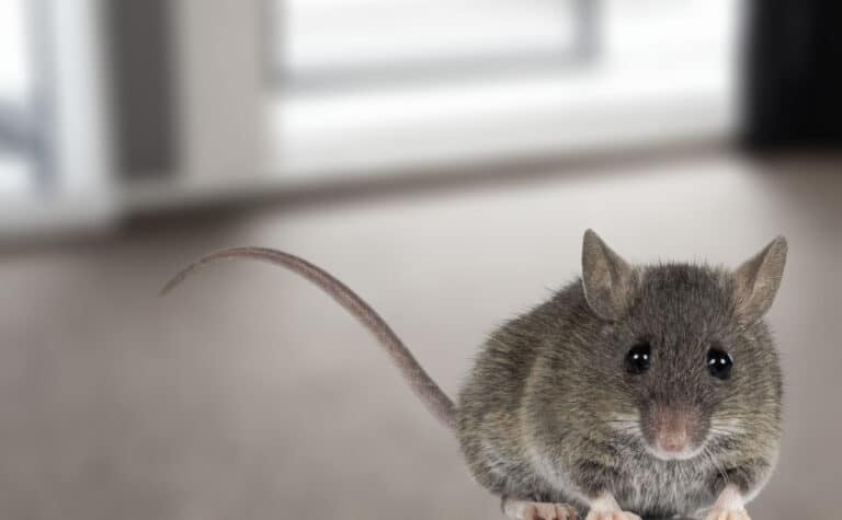 A mouse in a commercial setting
