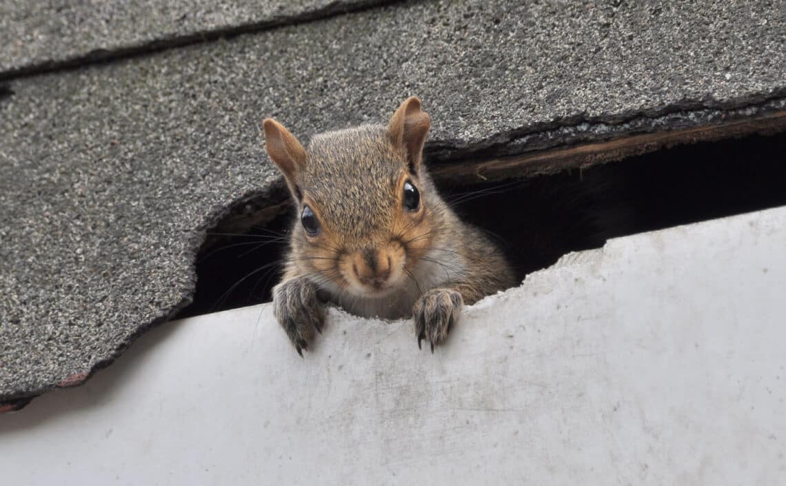 Squirrel chewing through a roof