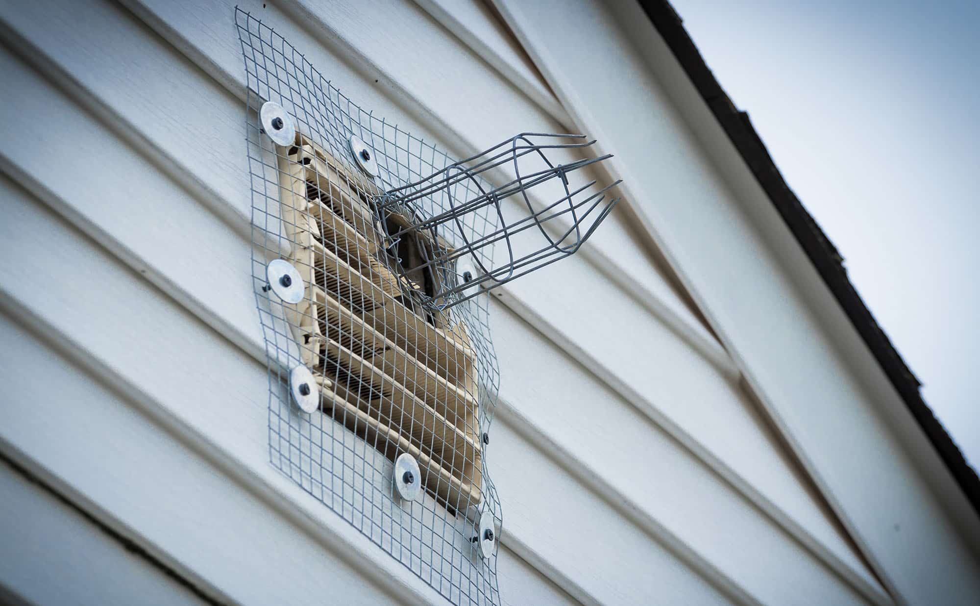 Squirrel Removal Services in Minneapolis MN | Rainbow Pest Experts