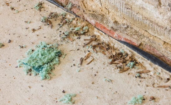 Evidence of mouse activity