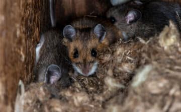 Mice hiding in a nest