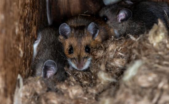 Mice hiding in a nest