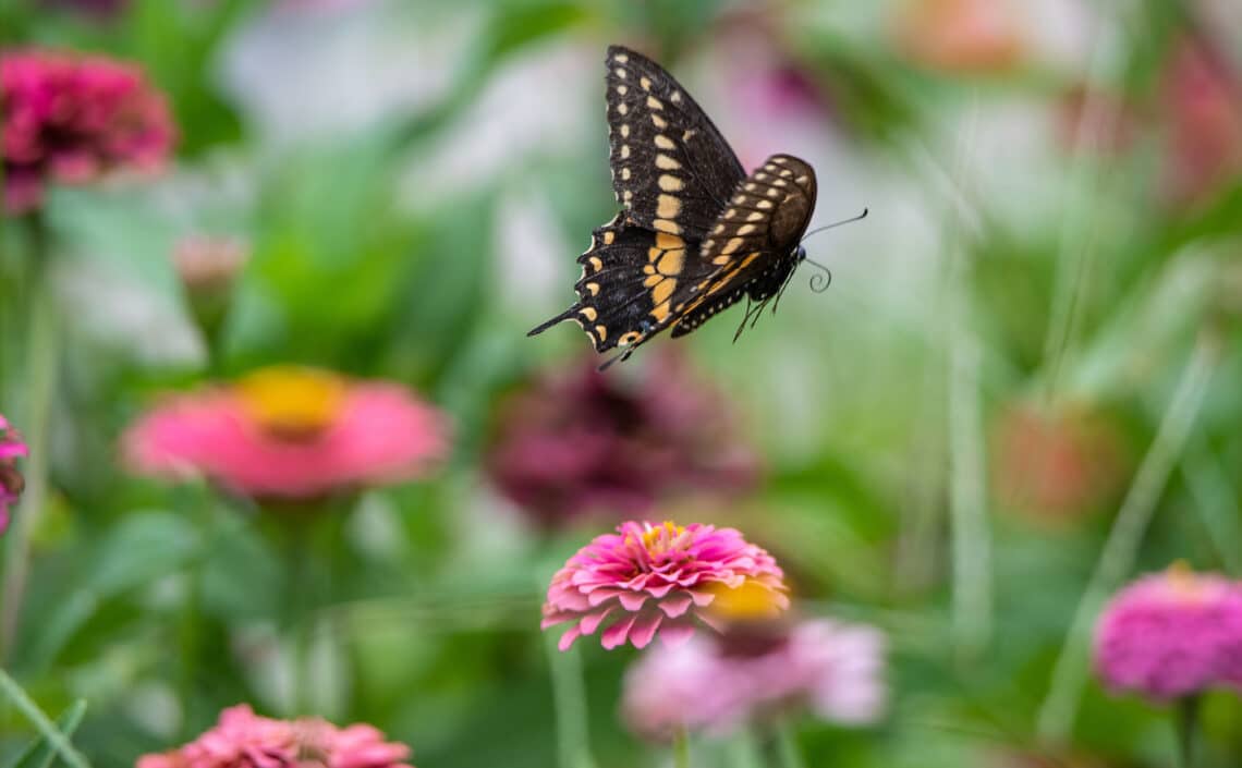 A butterfly with flowers and plants