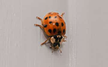 Asian lady beetle