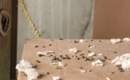 Mouse droppings