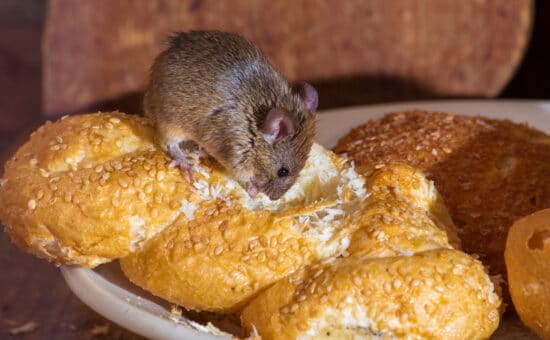 Mouse chewing on bread