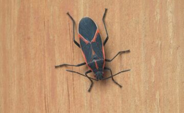 Boxelder Bug