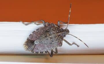 Stink bug