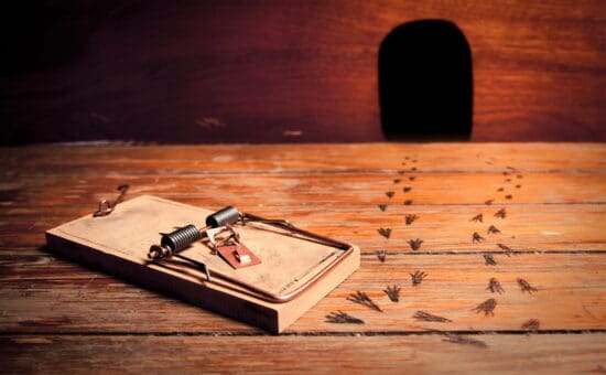Empty mouse trap