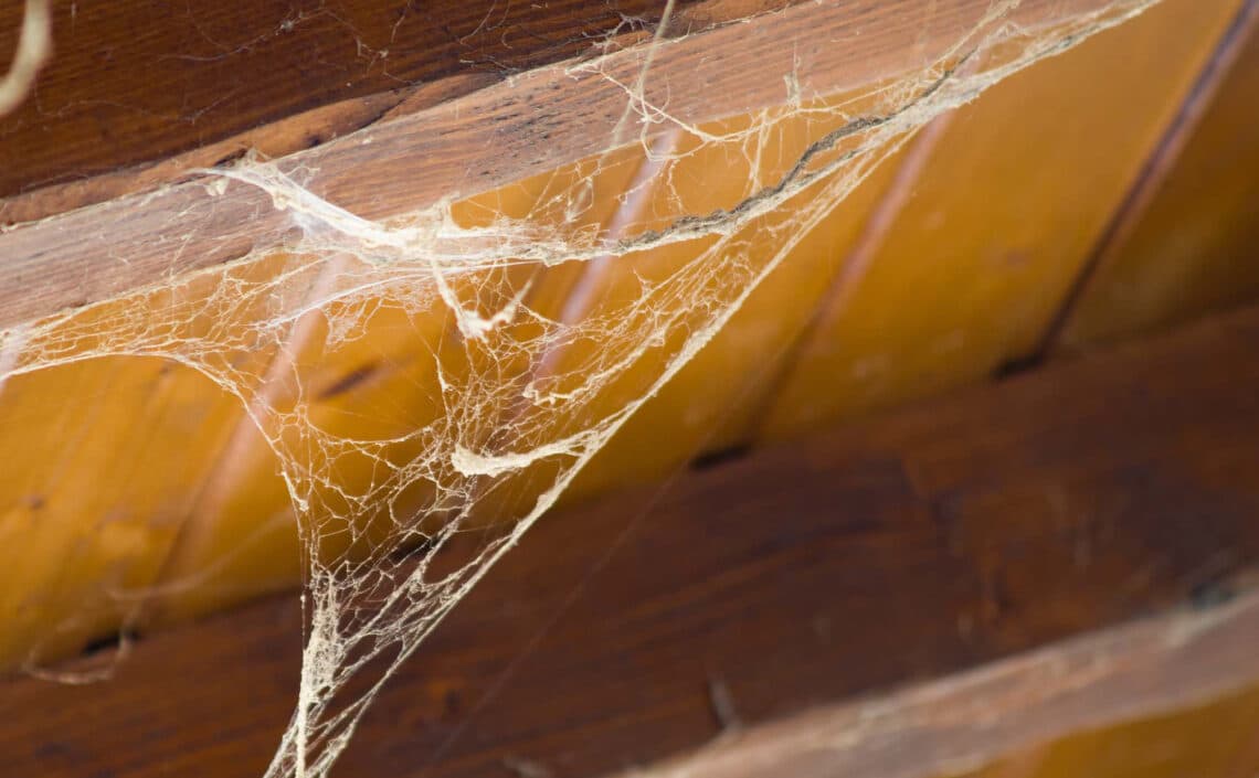 What Happens to Pests in the Winter?