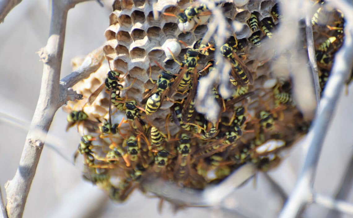 What Happens to Pests in the Winter?