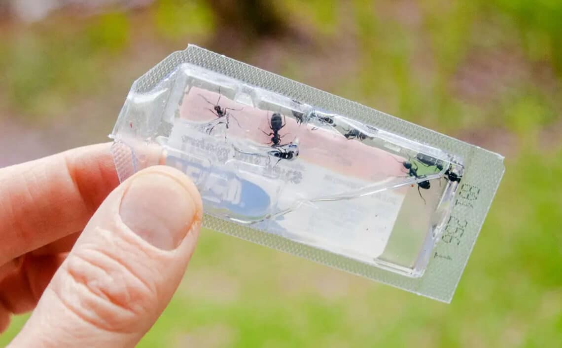 Why You Should Hire a Professional Pest Control Company