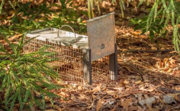 Is Eco-Friendly Pest Control Worthwhile?