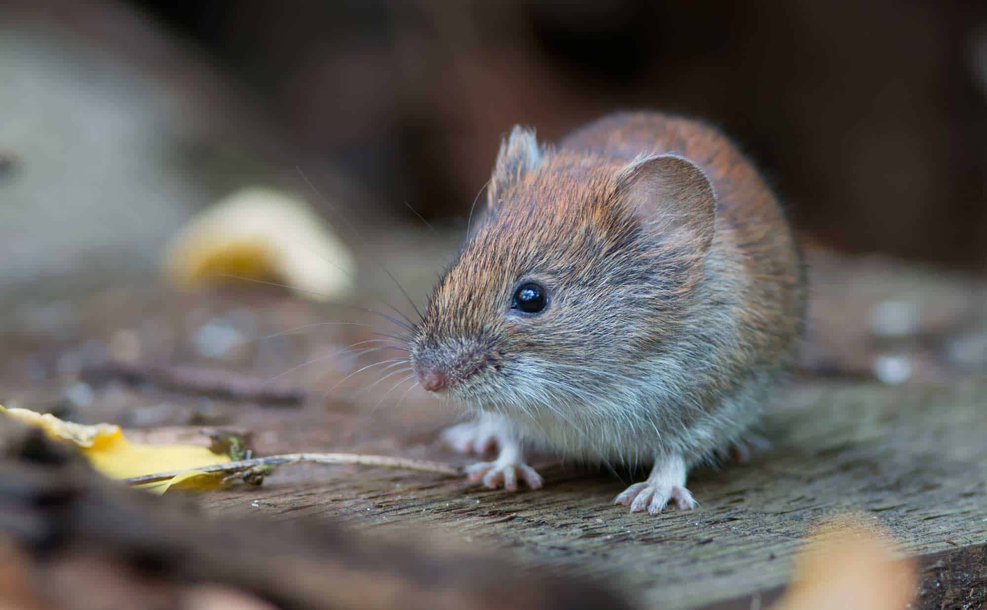 What Exactly Is a Vole?
