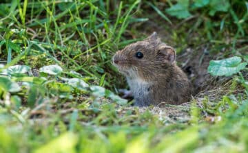 Why Are Voles in My Yard, and What Should I Do About It?
