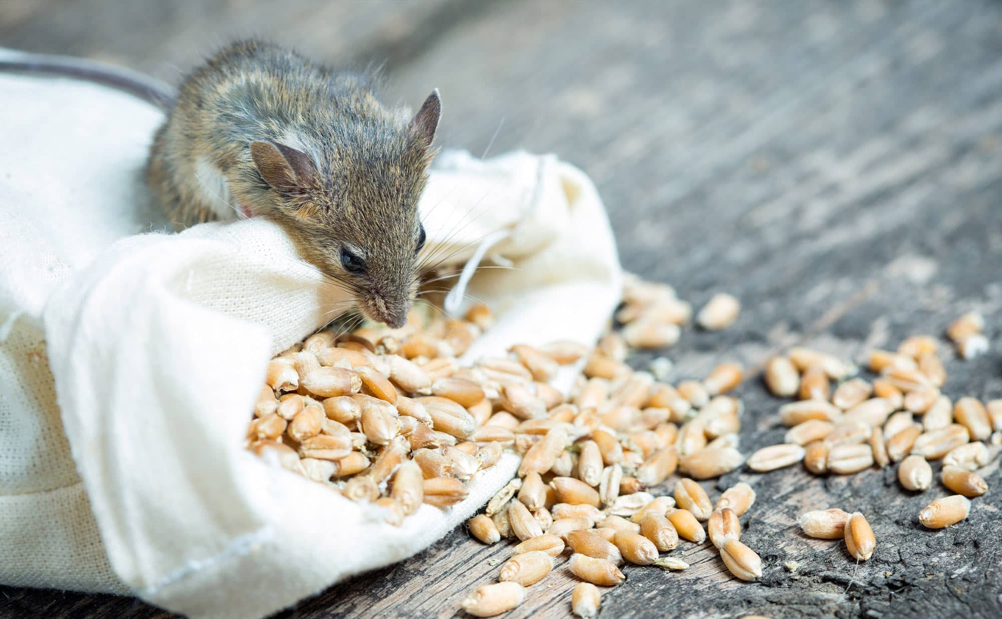 How It All Started: Mice Chose Us First