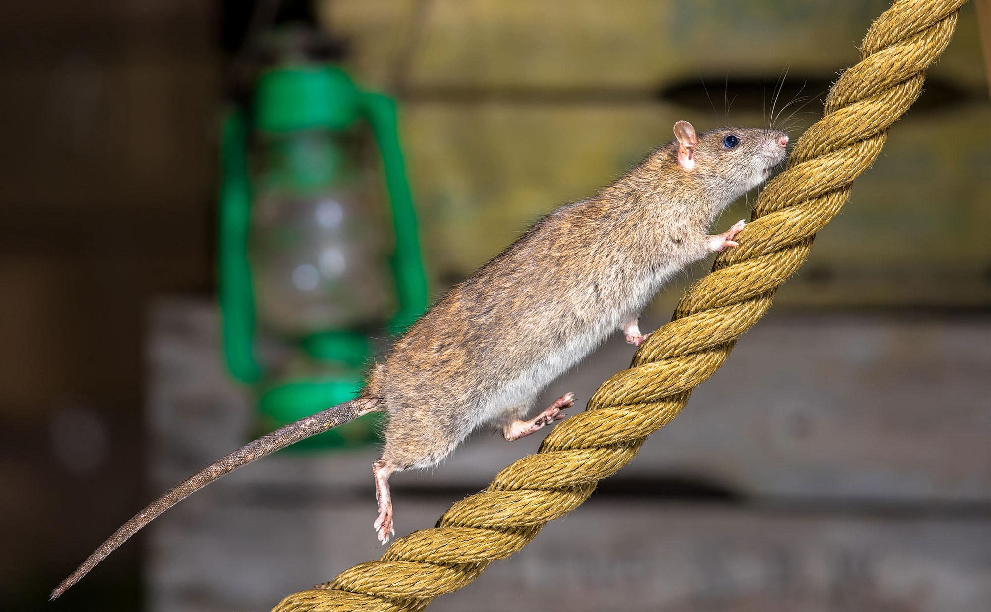 Stowaways: How Mice Crossed the Ocean