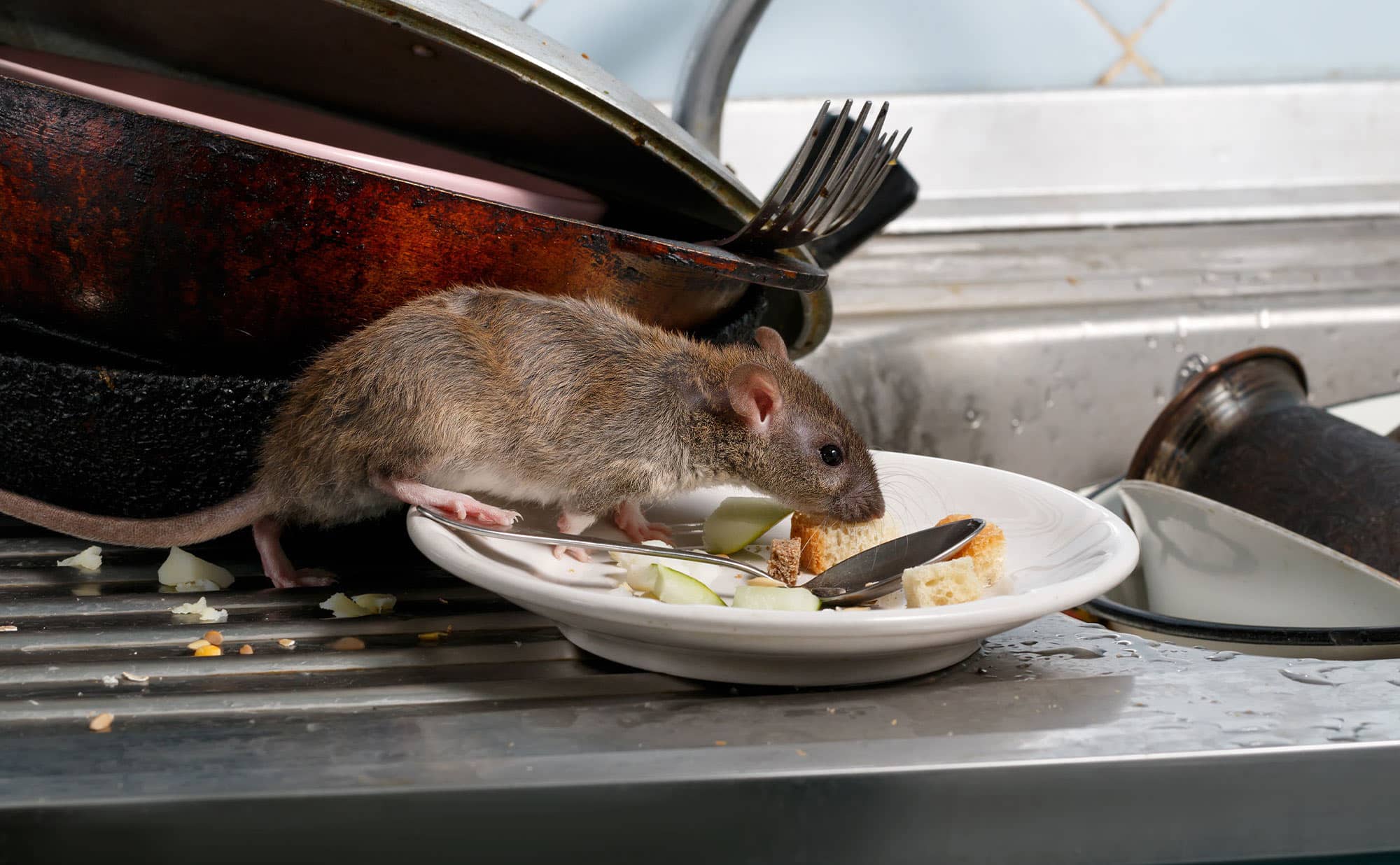 Cities: A Mouse’s Dream Come True