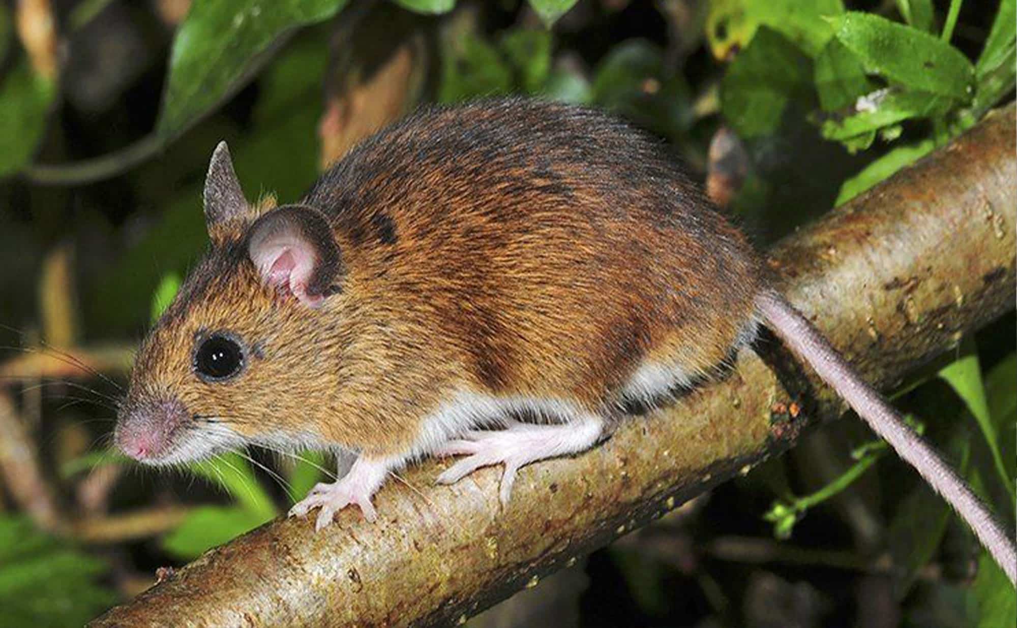 Evolution in Real Time: How Cities Are Changing Mice