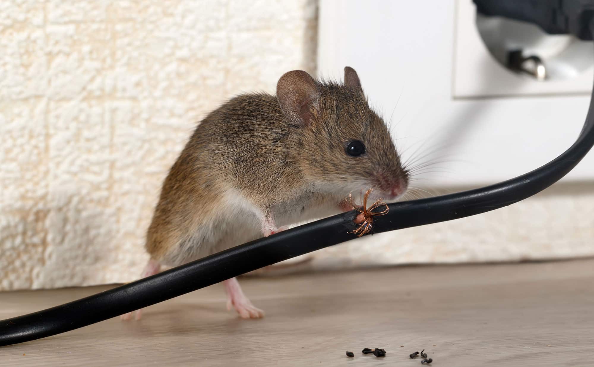 The Urban Mouse Today — And Why It’s Harder to Control