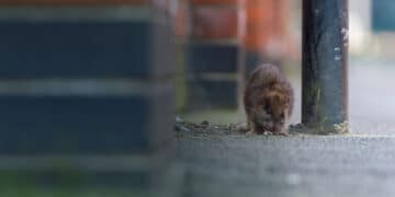 From Fields to Skyscrapers: The Remarkable Evolution of the Urban Mouse