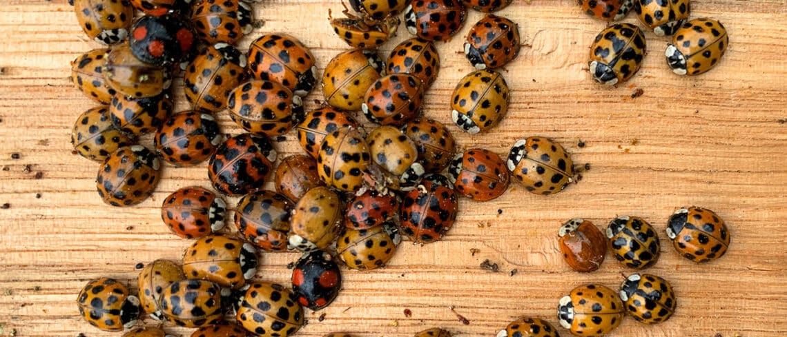 Asian Lady Beetles