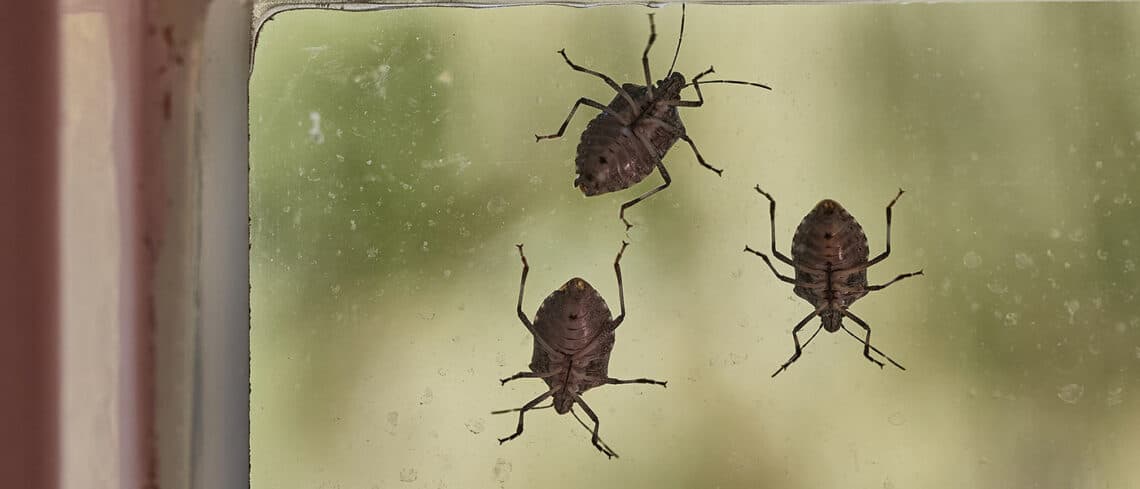 Brown Marmorated Stink Bugs