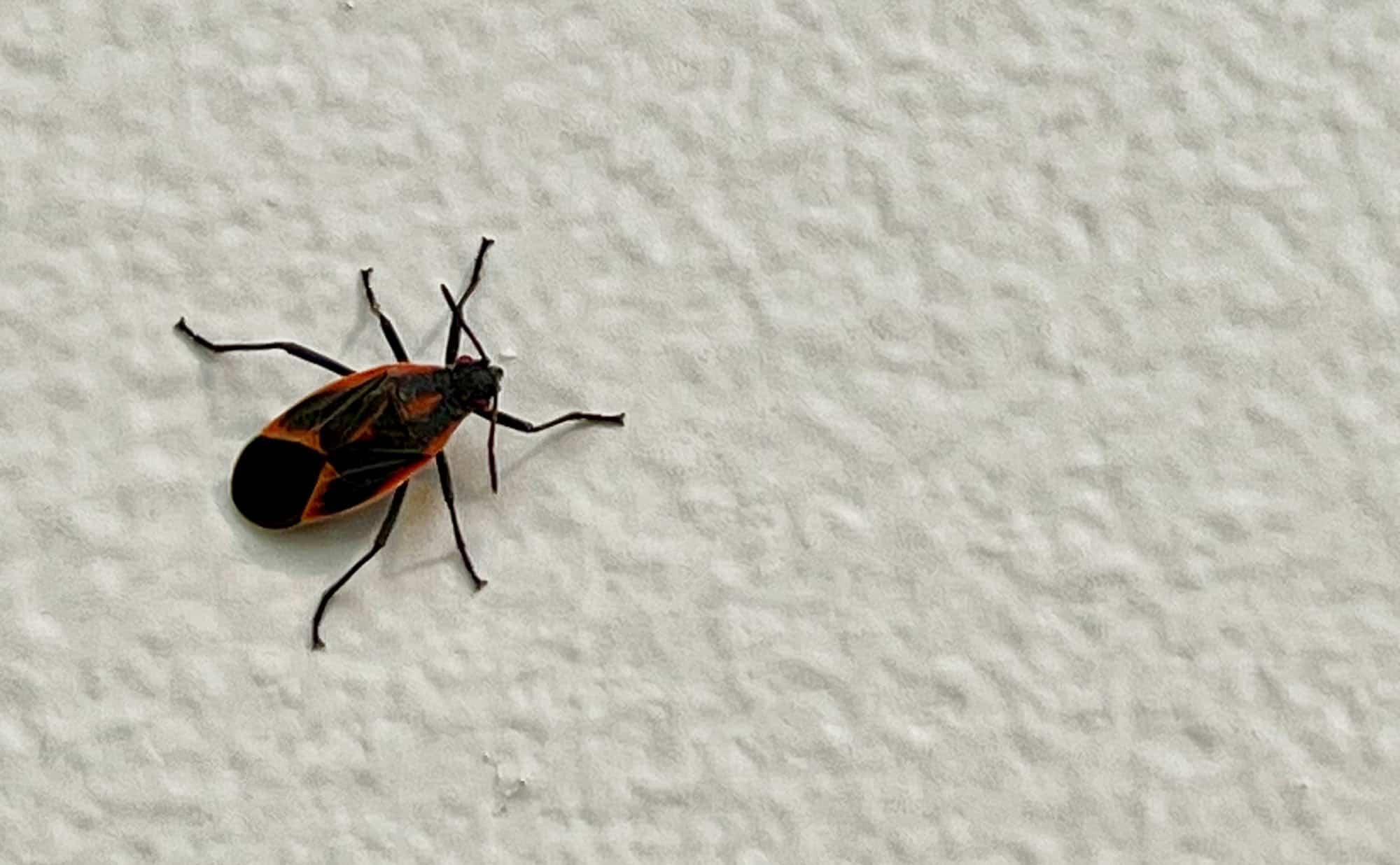 Boxelder Bug Life Cycle