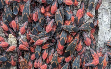 How to Eliminate Boxelder Bugs