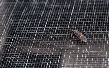 Boxelder Bugs in Minnesota