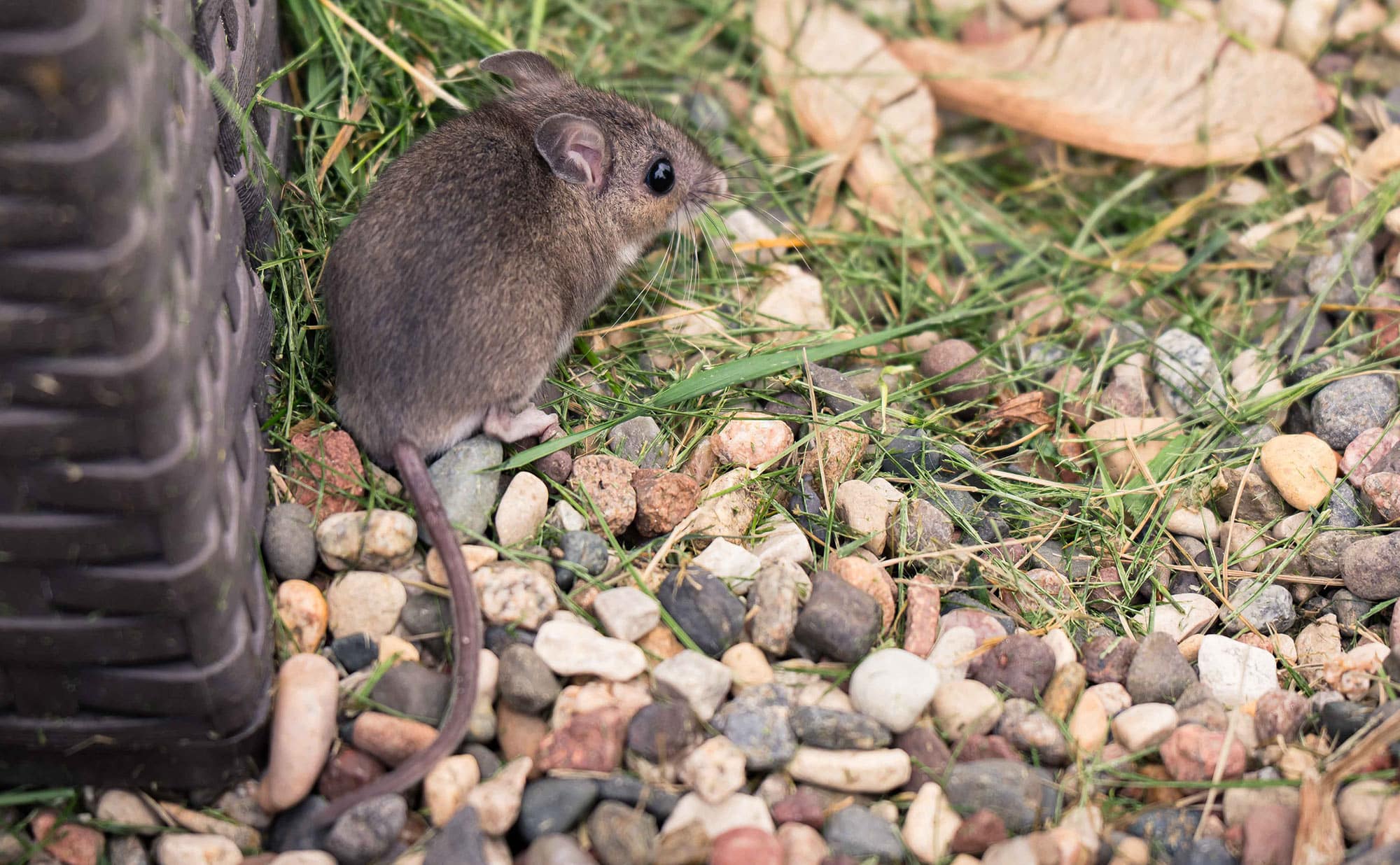 Why Halloween Decorations Attract Pests