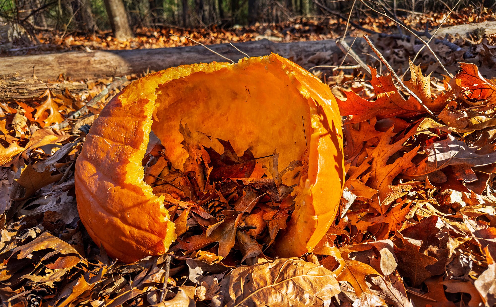 How to Keep Pests Away—And Your Halloween Fun